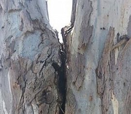 My branches or tree trunk looks like it has a crack in it?