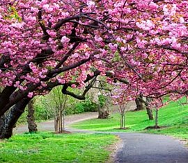 Beautiful vibrant trees in Spring